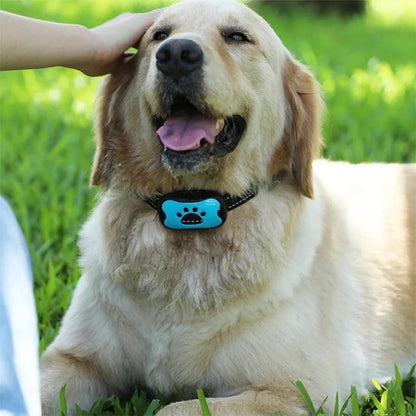 Collier de dressage pour Chien | Éducation Sans Douleur - Galaxie Des Chiens
