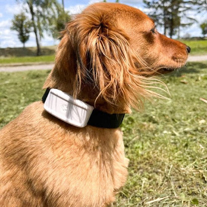 Collier GPS Chien | TrackSafe - Galaxie Des Chiens