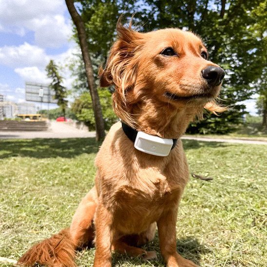 Collier GPS Chien | TrackSafe - Galaxie Des Chiens