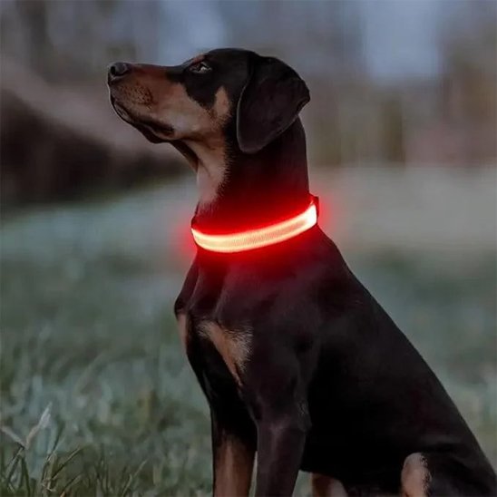 Collier lumineux pour chien | Sécuri - Nuit - Galaxie Des Chiens