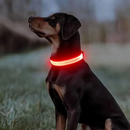 Collier lumineux pour chien | Sécuri - Nuit - Galaxie Des Chiens
