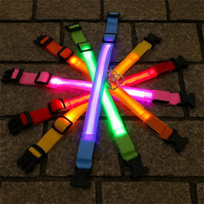 Collier lumineux pour chien | Sécuri - Nuit - Galaxie Des Chiens