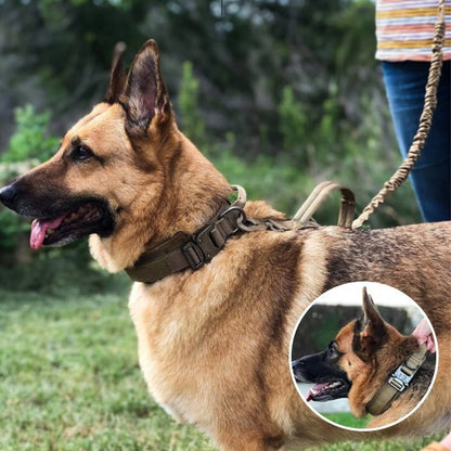 Collier pour chien tactique | Élégance Ajustable - Galaxie Des Chiens