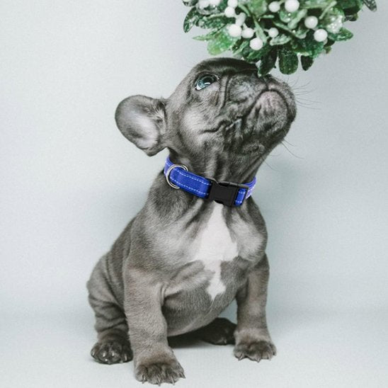 Collier pour chien | DuraSafe - Galaxie Des Chiens