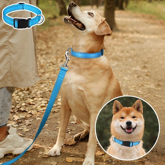 Collier pour chien | DuraSafe - Galaxie Des Chiens