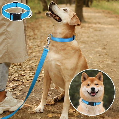 Collier pour chien | DuraSafe - Galaxie Des Chiens