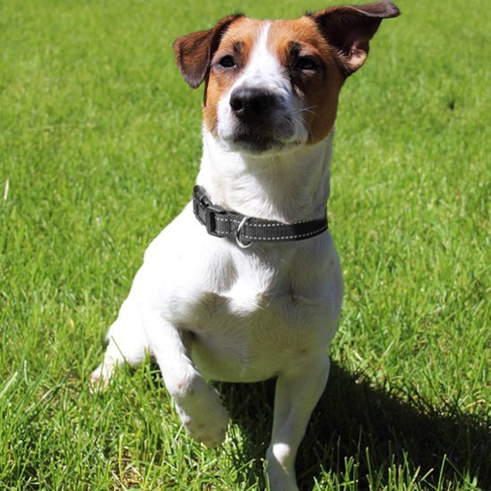 Collier pour chien | DuraSafe - Galaxie Des Chiens