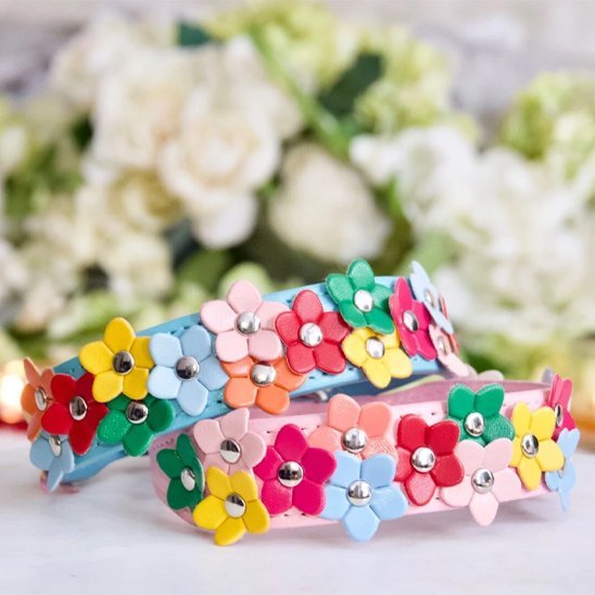 Collier pour petit chien | Résistant & Ajustable - Galaxie Des Chiens