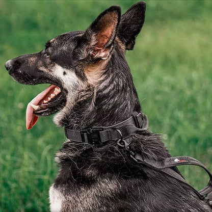 Collier pour chien tactique | Élégance Ajustable - Galaxie Des Chiens