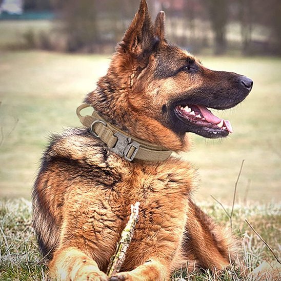 Collier pour chien tactique | Élégance Ajustable - Galaxie Des Chiens