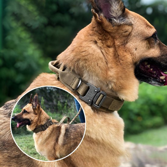 Collier pour chien tactique | Élégance Ajustable - Galaxie Des Chiens