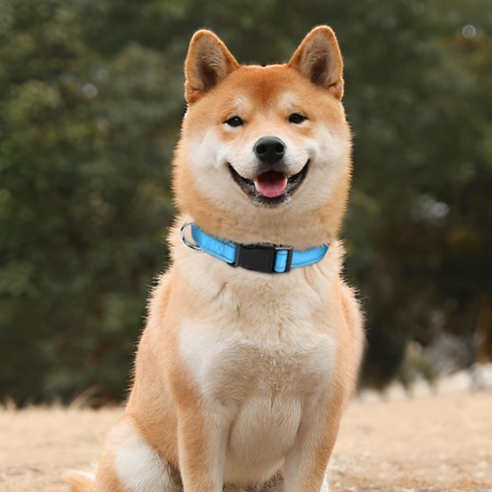 Collier pour chien | DuraSafe - Galaxie Des Chiens