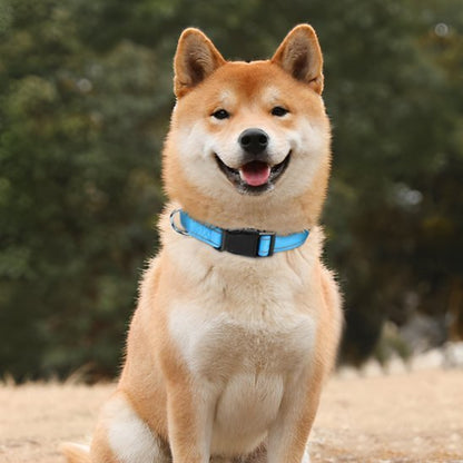 Collier pour chien | DuraSafe - Galaxie Des Chiens