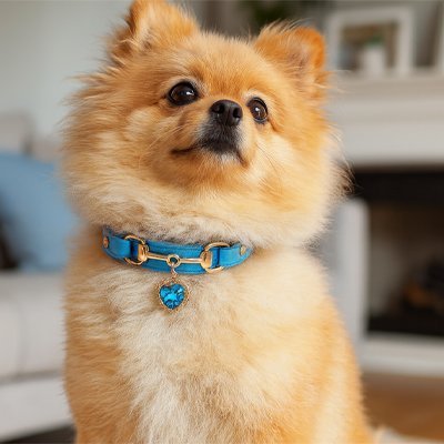 Collier pour Chien | Ajustable Confort - Galaxie Des Chiens