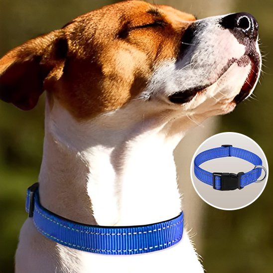Collier pour chien | DuraSafe - Galaxie Des Chiens