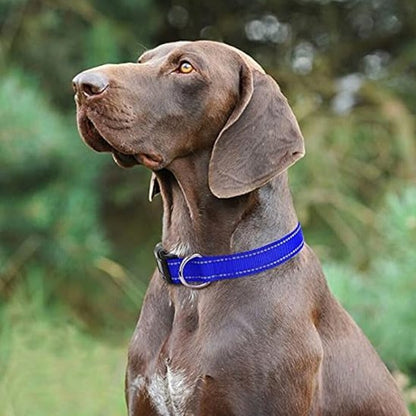 Collier pour chien | DuraSafe - Galaxie Des Chiens