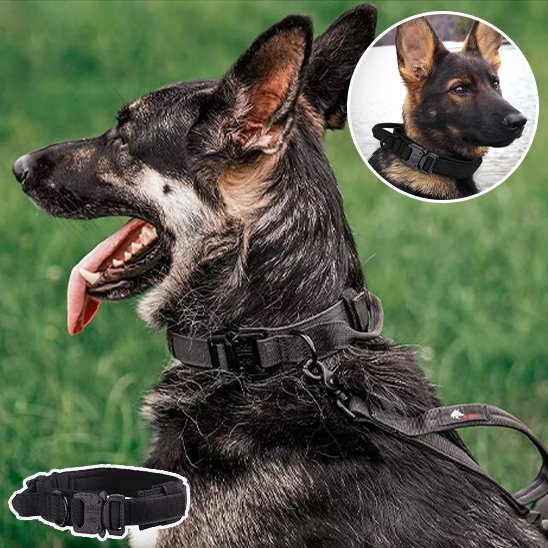 Collier pour chien tactique | Élégance Ajustable - Galaxie Des Chiens