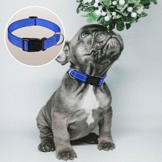 Collier pour chien | DuraSafe - Galaxie Des Chiens