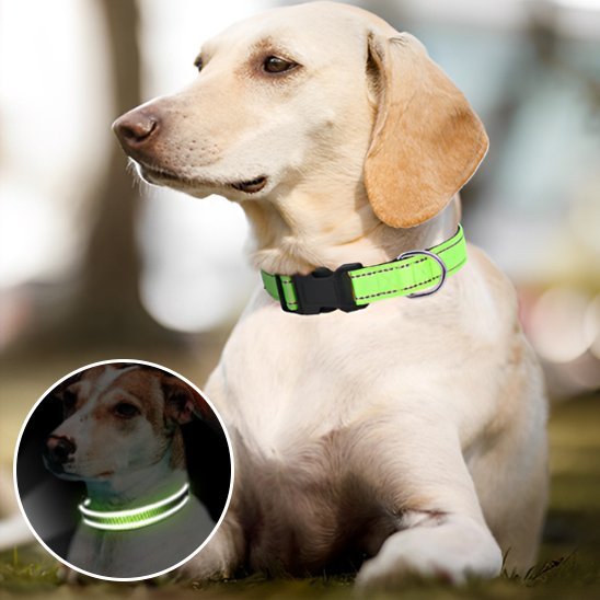 Collier pour chien | DuraSafe - Galaxie Des Chiens