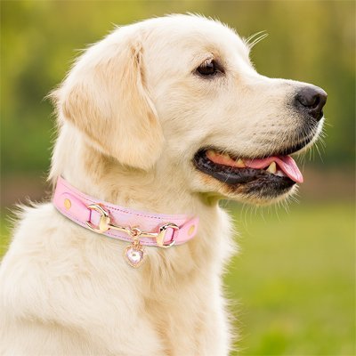 Collier pour Chien | Ajustable Confort - Galaxie Des Chiens