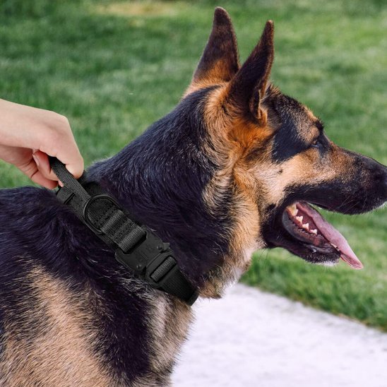 Collier pour chien tactique | Élégance Ajustable - Galaxie Des Chiens