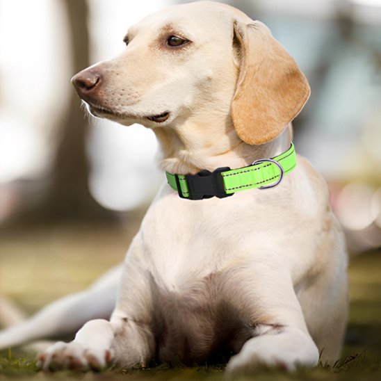 Collier pour chien | DuraSafe - Galaxie Des Chiens