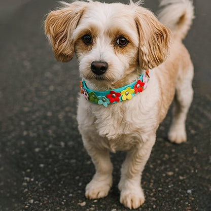 Collier pour petit chien | Résistant & Ajustable - Galaxie Des Chiens