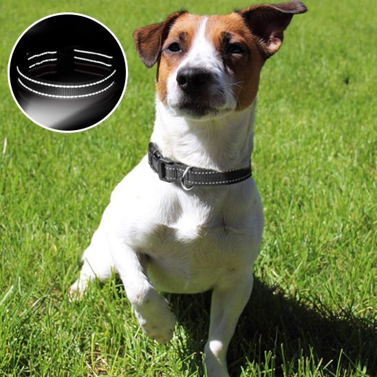 Collier pour chien | DuraSafe - Galaxie Des Chiens