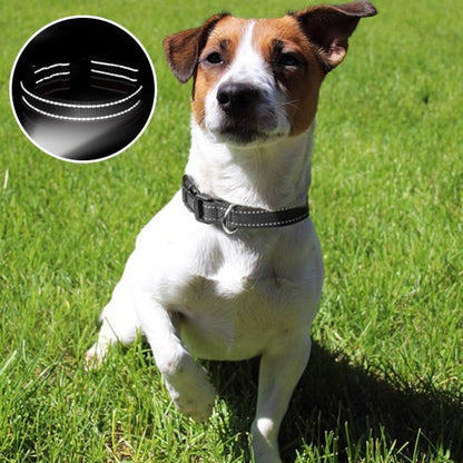 Collier pour chien | DuraSafe - Galaxie Des Chiens