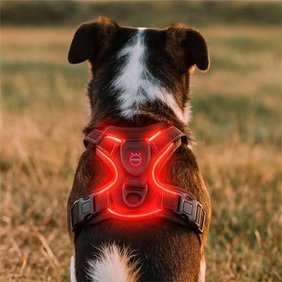 Harnais chien lumineux rouge vue dos et attaches | Confort Sécurisé - Galaxie Des Chiens