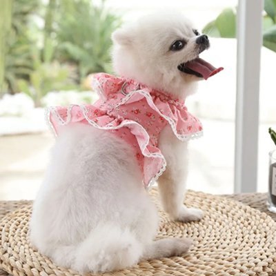 Harnais petit Chien | Sécuriflex - Galaxie Des Chiens