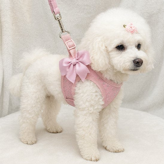 Harnais petit chien | Confort Ajustable - Galaxie Des Chiens