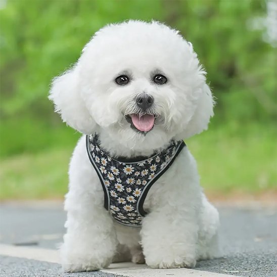Harnais porté face bleu marine fleuri petit chien | Confort Sécurité - Galaxie Des Chiens