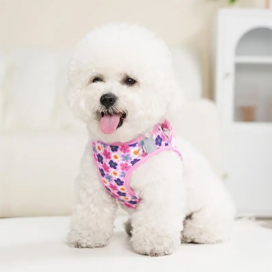 Harnais petit chien porté assis face et côté rose fleuri | Confort Sécurité - Galaxie Des Chiens