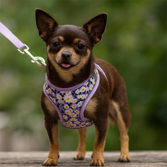 Harnais porté violet fleuri attache et boucle gros plan petit chien | Confort Sécurité - Galaxie Des Chiens