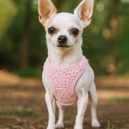 Harnais petit chien | Confort Ajustable - Galaxie Des Chiens