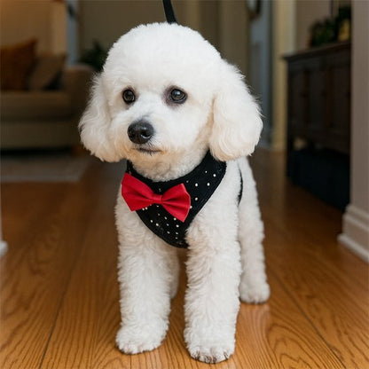 Harnais petit chien | Confort Ajustable - Galaxie Des Chiens
