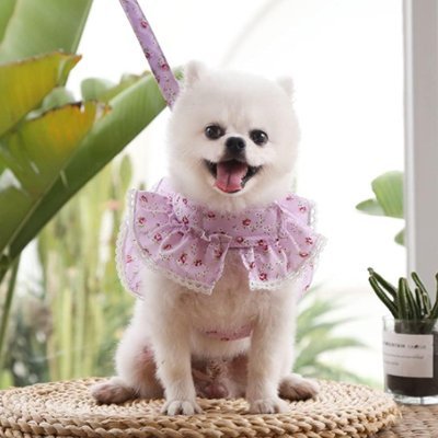 Harnais petit Chien | Sécuriflex - Galaxie Des Chiens