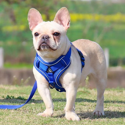 Harnais pour chien | Confort - Secure - Galaxie Des Chiens