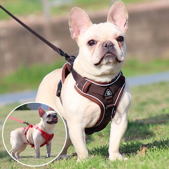 Harnais pour chien | Confort - Secure - Galaxie Des Chiens