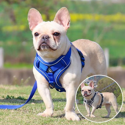 Harnais pour chien | Confort - Secure - Galaxie Des Chiens