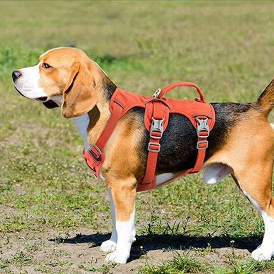 Harnais pour chien | Confort Sécurisé - Galaxie Des Chiens
