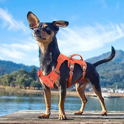 Harnais pour chien | Confort Sécurisé - Galaxie Des Chiens