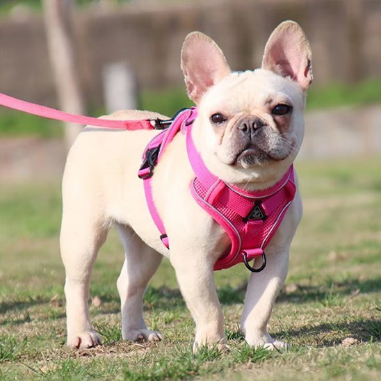 Harnais pour chien | Confort - Secure - Galaxie Des Chiens
