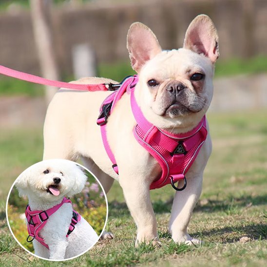 Harnais pour chien | Confort - Secure - Galaxie Des Chiens
