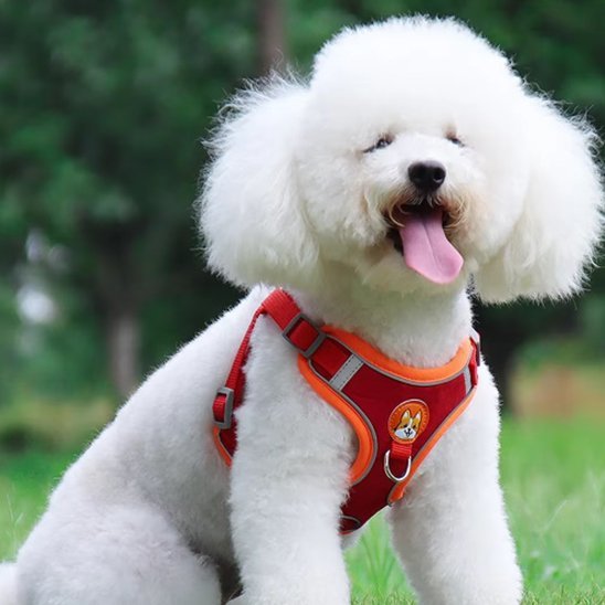 Harnais pour chien | Confort - Sécurité - Galaxie Des Chiens
