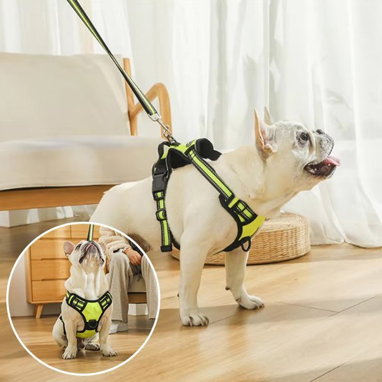 Harnais pour chien | Confort Sécurisé - Galaxie Des Chiens