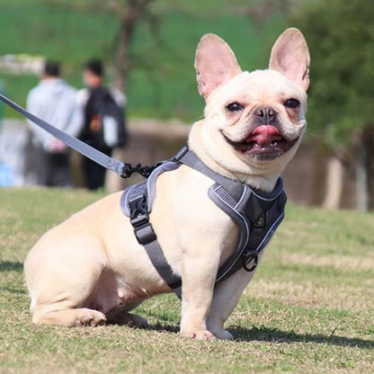 Harnais pour chien | Confort - Secure - Galaxie Des Chiens