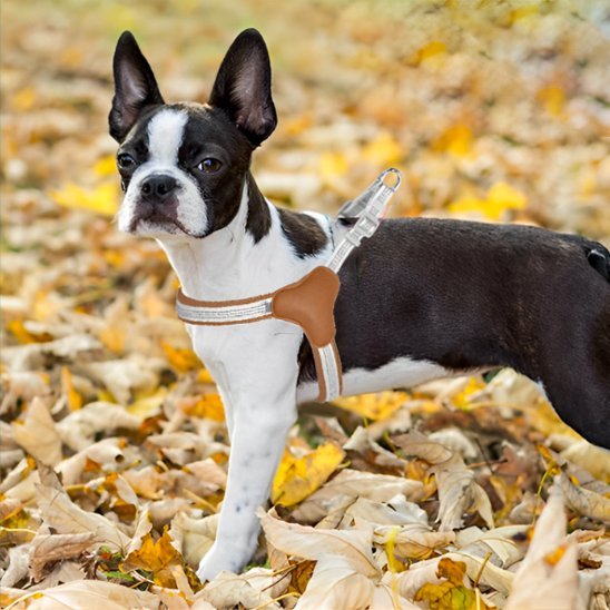 Harnais pour chien | Ajustable Confort - Galaxie Des Chiens