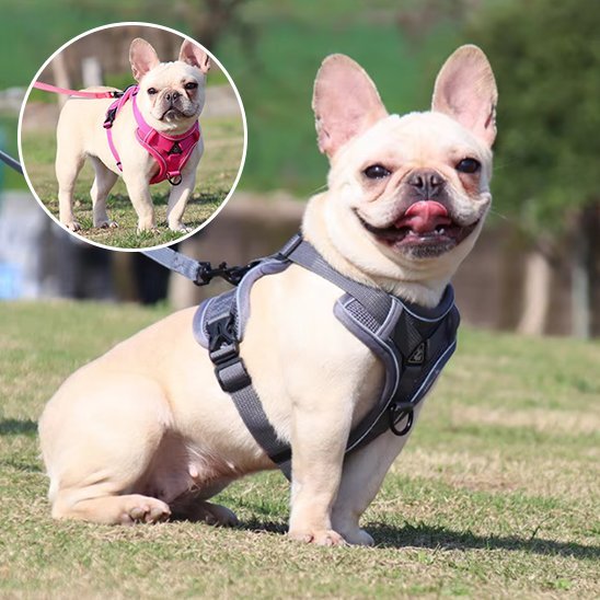 Harnais pour chien | Confort - Secure - Galaxie Des Chiens